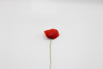 白色表面上的红玫瑰